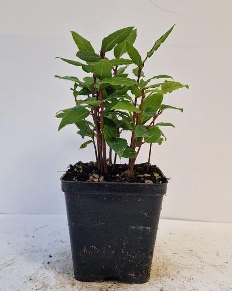 <h4>Laurus nobilis</h4>