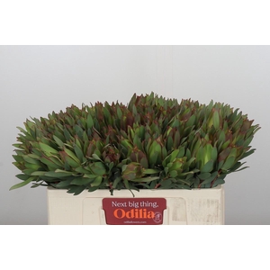 Leucadendron Highlight