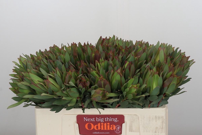 <h4>Leucadendron Highlight</h4>