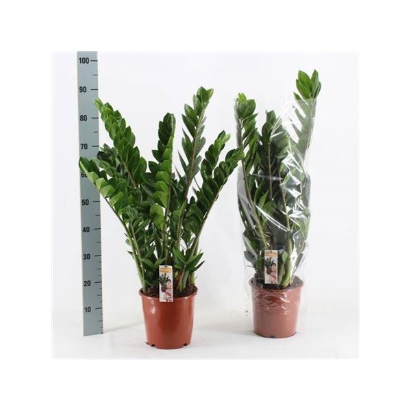 <h4>Zamio Zamiifolia 10+</h4>