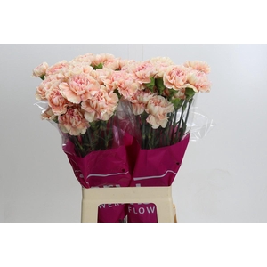 Dianthus St Happy Hoshi