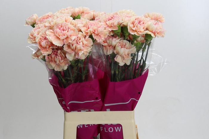 <h4>Dianthus St Happy Hoshi</h4>