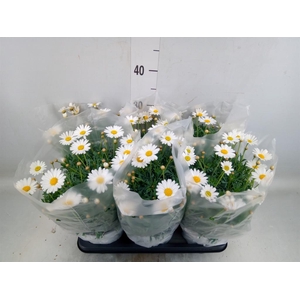 Argyranthemum   ...