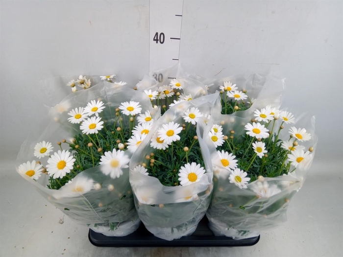 <h4>Argyranthemum   ...</h4>