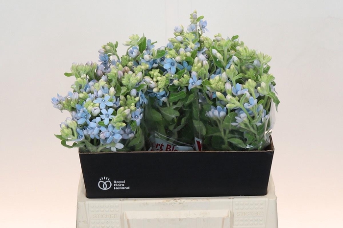 <h4>OXY CO TAN PURE BLU</h4>