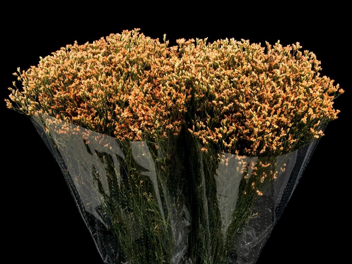 <h4>Limonium Carrot Orange</h4>