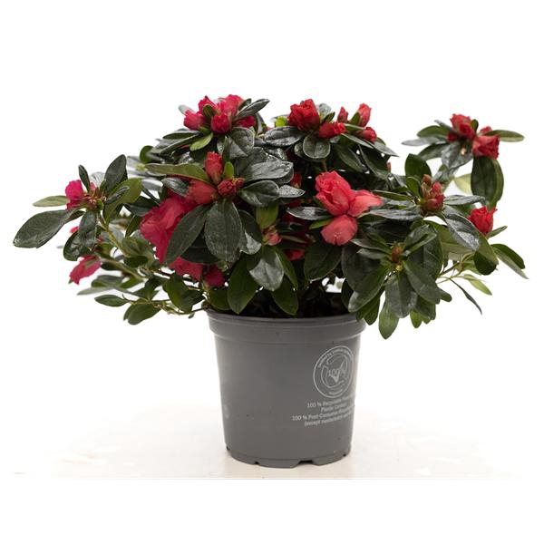 <h4>1st class Azalea red P&PURE Collection</h4>