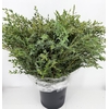 Euc. Parvifolia A1 250 gr.