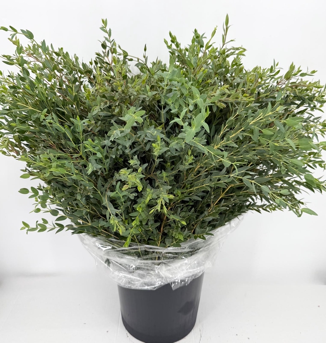 Euc. Parvifolia A1 250 gr.
