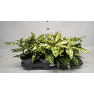 Aucuba japonica 'Variegata'