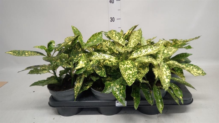 Aucuba japonica 'Variegata'