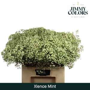 Gyps xlence L60 Mint