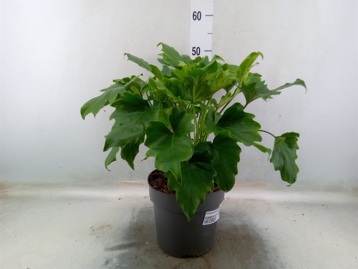 <h4>Philodendron bipinn. 'Little Hope'</h4>
