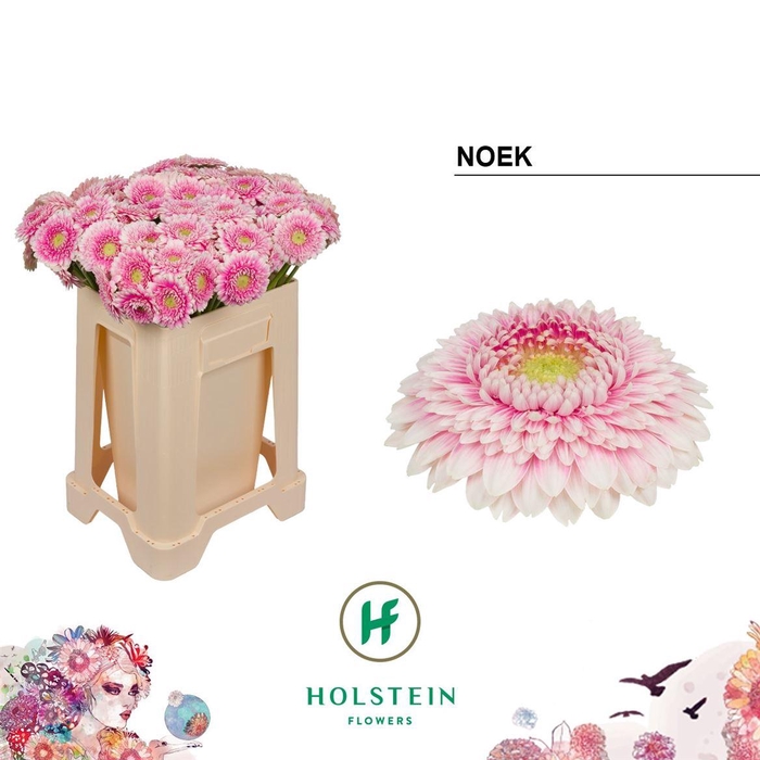 <h4>Ge Mi Pom Noek</h4>