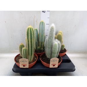Cactus   ...mix