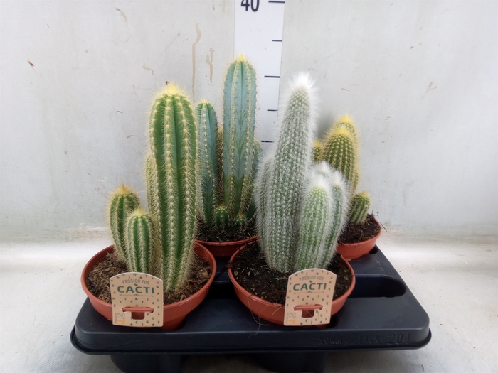 <h4>Cactus   ...mix</h4>