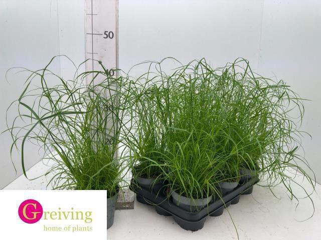 <h4>CYPER ALT ZUMULA</h4>