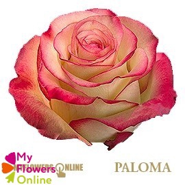 R Gr Paloma Bicolor 50cm EC