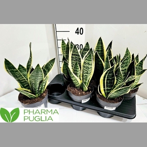 SANSEV FUTURA SUPERB