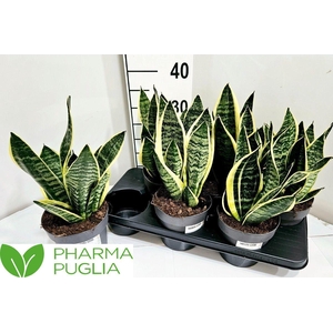 SANSEV FUTURA SUPERB