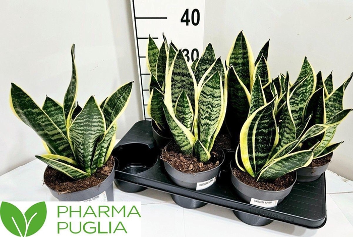 <h4>SANSEV FUTURA SUPERB</h4>