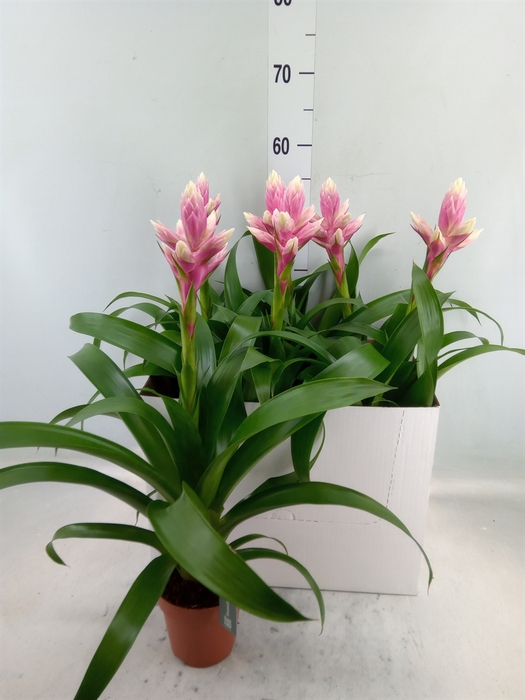 <h4>Guzmania  'Candy'</h4>