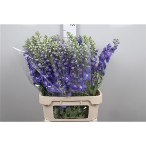 Delph Du Guard Blue