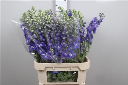 <h4>Delph Du Guard Blue</h4>