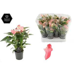 Anthurium 7 cm Matata in transparant sleeve