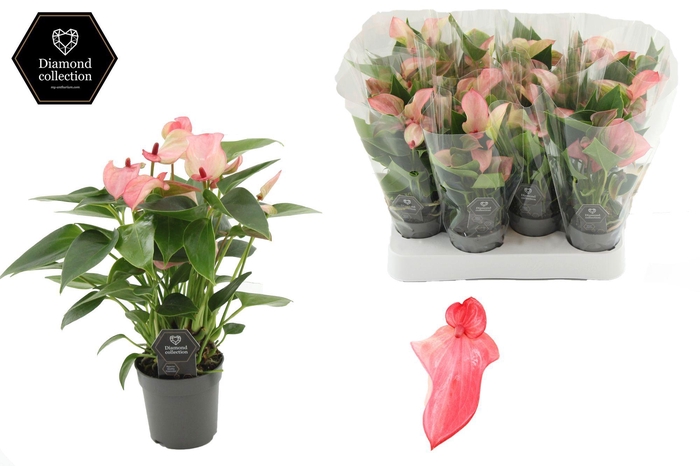 <h4>Anthurium 7 cm Matata in transparant sleeve</h4>