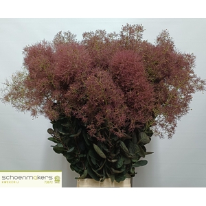 COTINUS COGG. 'MAG TORCH'