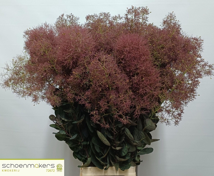 <h4>COTINUS COGG. 'MAG TORCH'</h4>