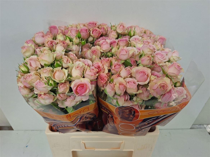 <h4>R TR DINARA</h4>