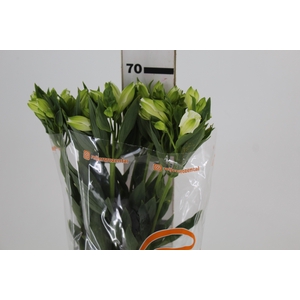 ALSTROEMERIA MISTRAL 070 CM