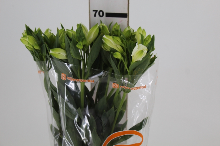 <h4>ALSTROEMERIA MISTRAL 070 CM</h4>