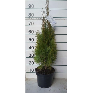 THUJA O SMARAGD