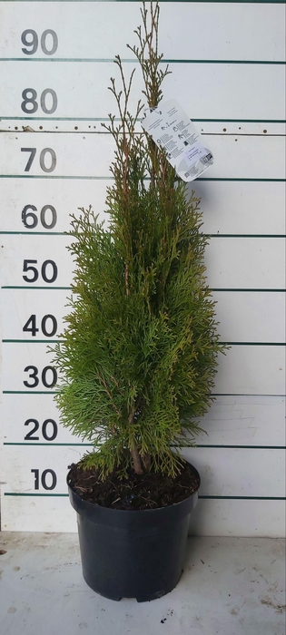 <h4>THUJA O SMARAGD</h4>