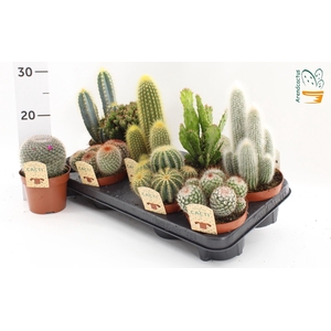 Cactus gemengd