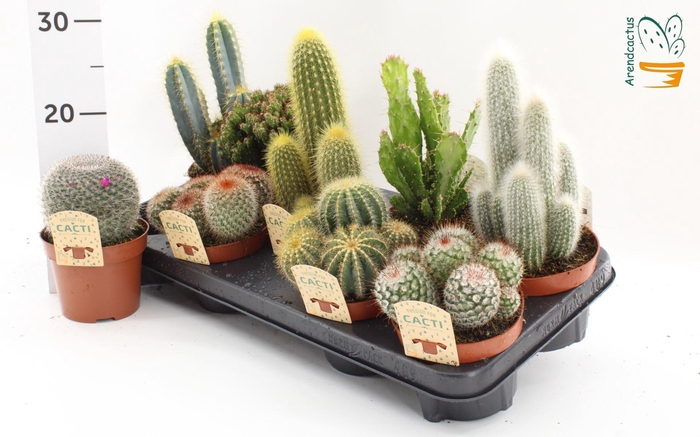 <h4>Cactus gemengd</h4>