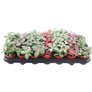 Fittonia Gemengd