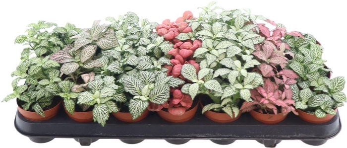 <h4>Fittonia Gemengd</h4>