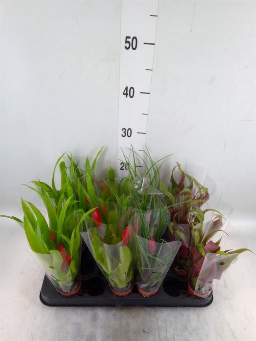 <h4>Bromelia ...mix</h4>