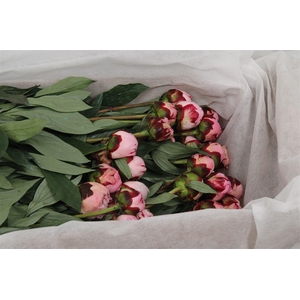 Paeo L Sara Bernhard