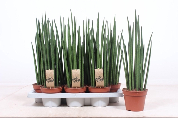 <h4>Sansevieria bacularis</h4>