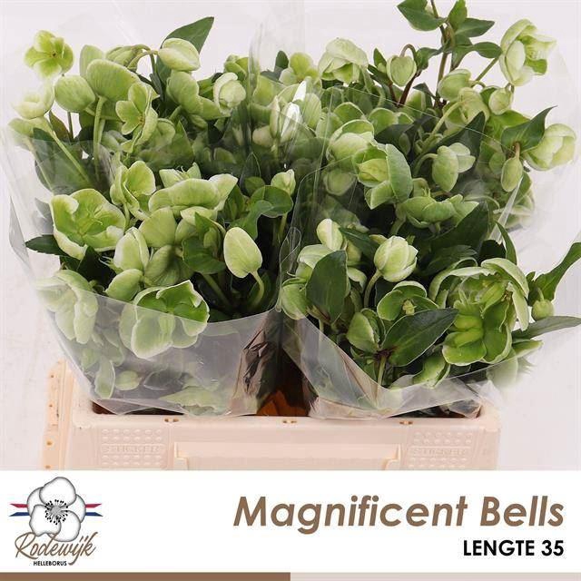 <h4>HELLEB MAGNIFICENT BELLS</h4>