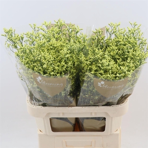 Limonium Sinense China Summer | Heavy Quality