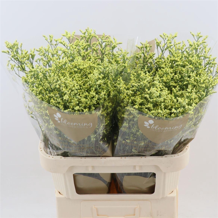 <h4>Limonium Sinense China Summer | Heavy Quality</h4>