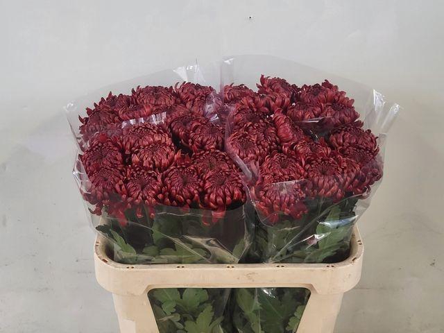 <h4>CHR G ANKARA RED</h4>