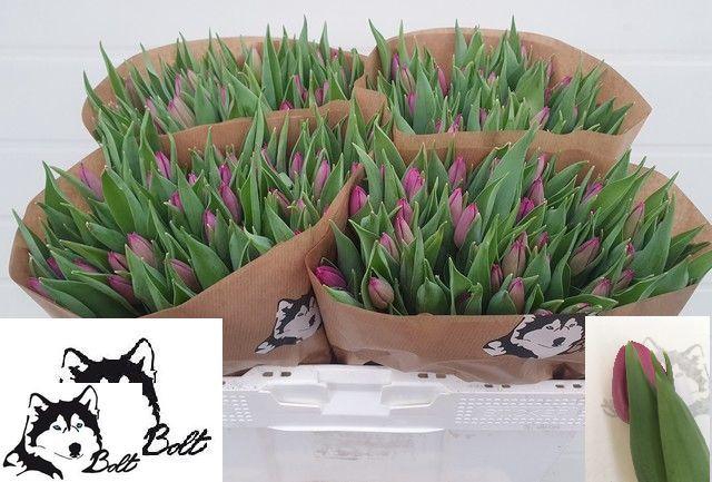 <h4>TU EN PURPLE PRINCE</h4>