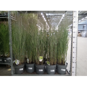Panicum virgatum 'Heavy Metal'